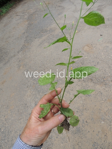 nipplewort